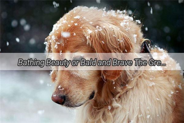 Bathing Beauty or Bald and Brave The Great Debate on Shaving Your Dog for Parvo